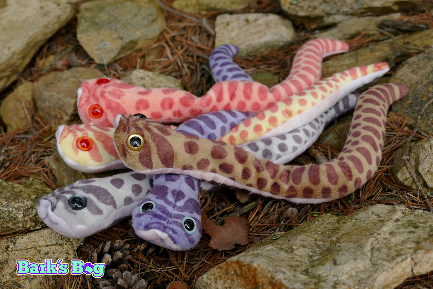 Western Hognoses