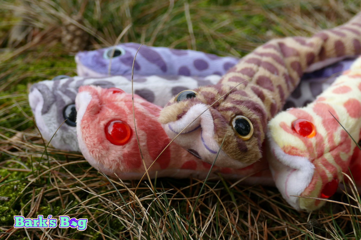 Western Hognoses