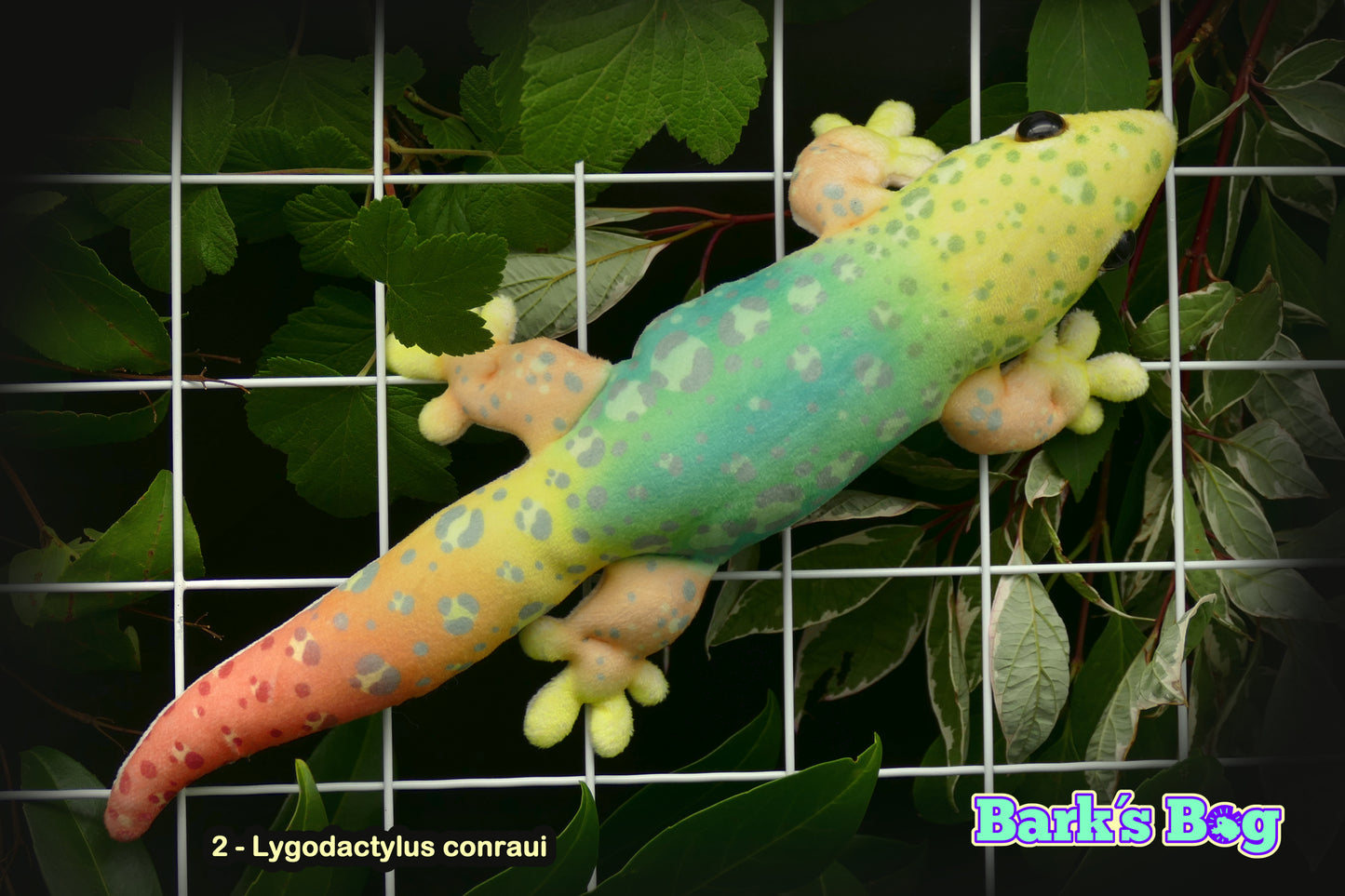 Magnetic Dwarfgeckos
