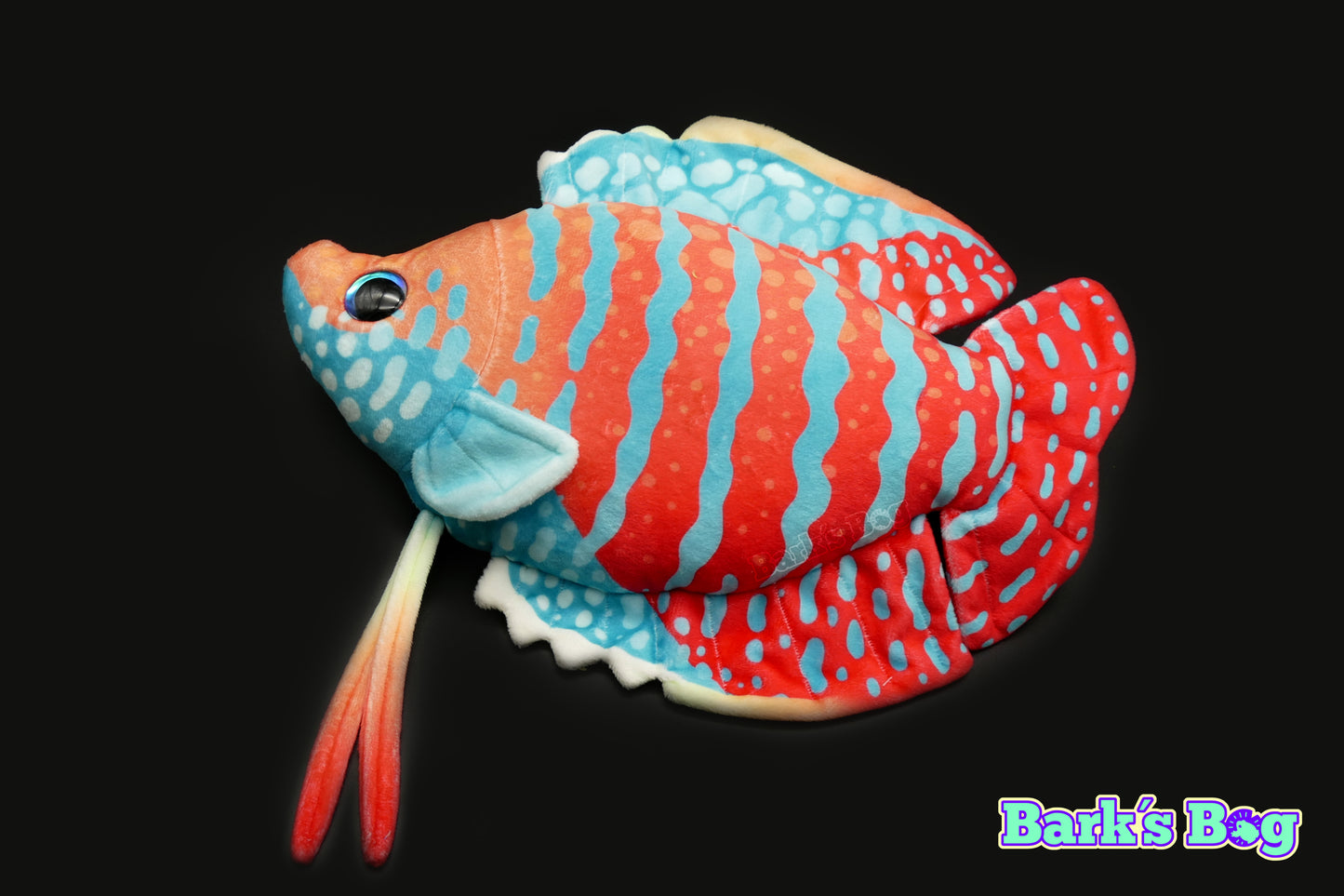Dwarf Gourami