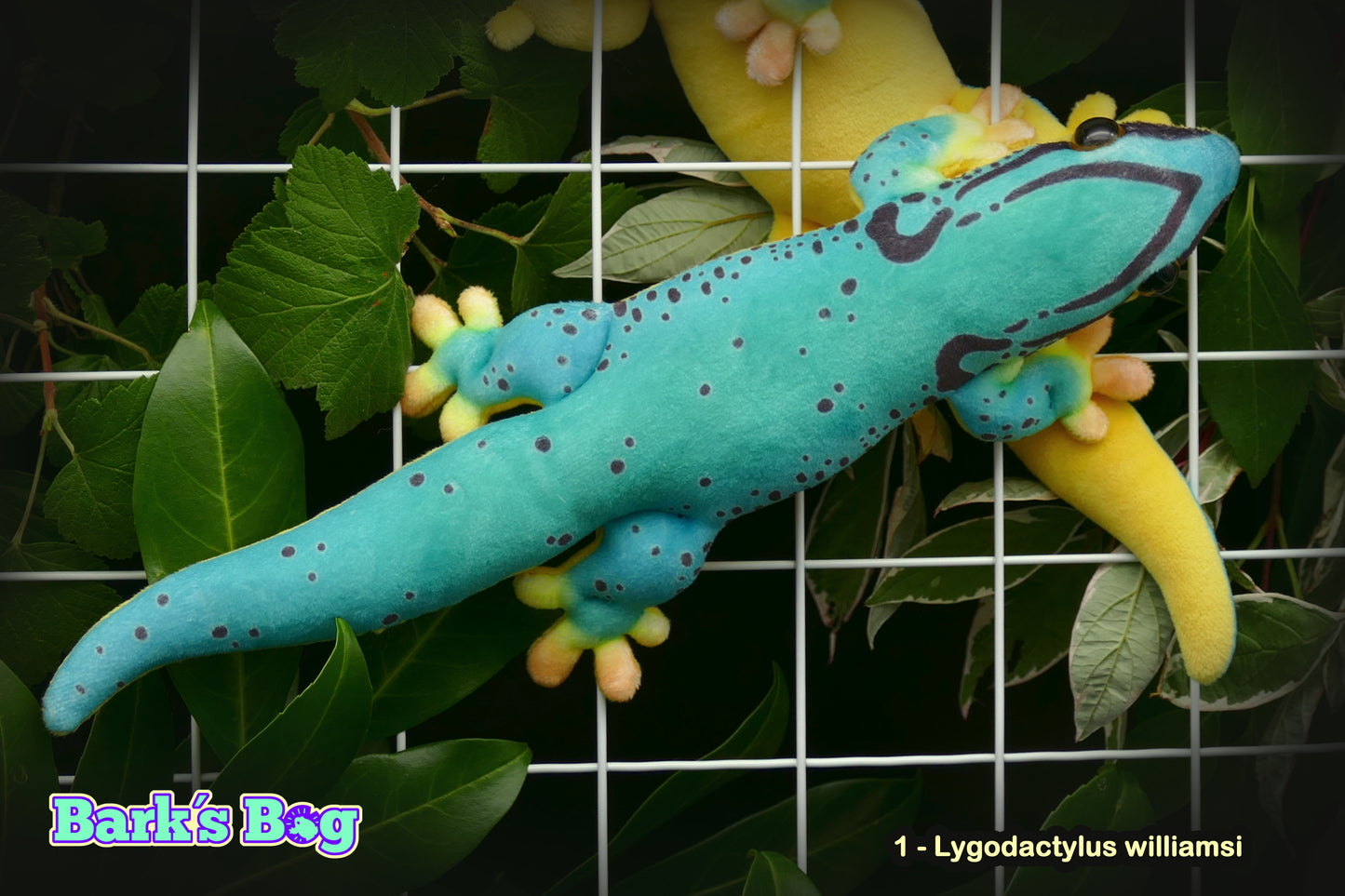 Magnetic Dwarfgeckos